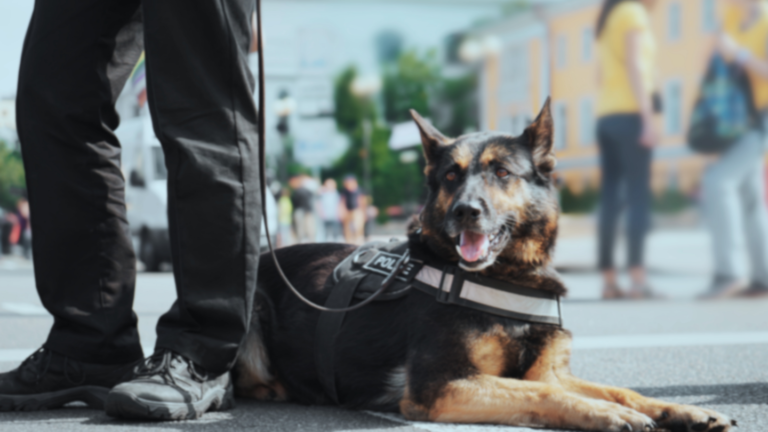 Police Sniffer Dogs use on Public Transportation