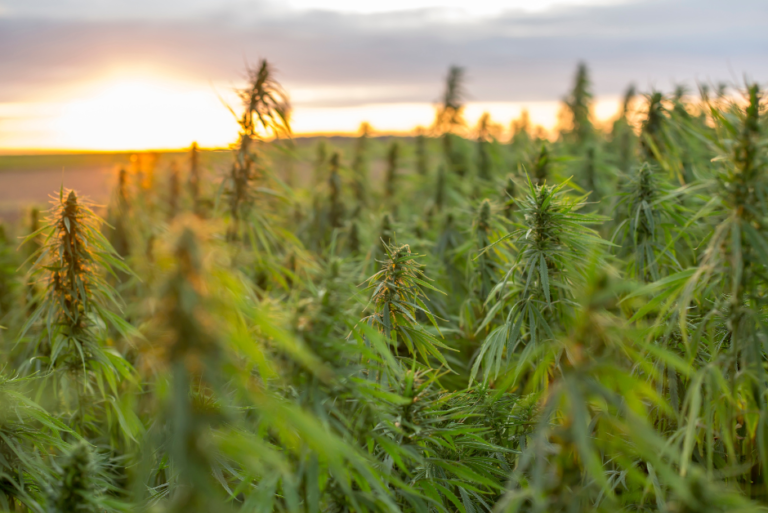 PARL INQUIRY RECOMMENDS MEASURES TO KICKSTART VIC HEMP