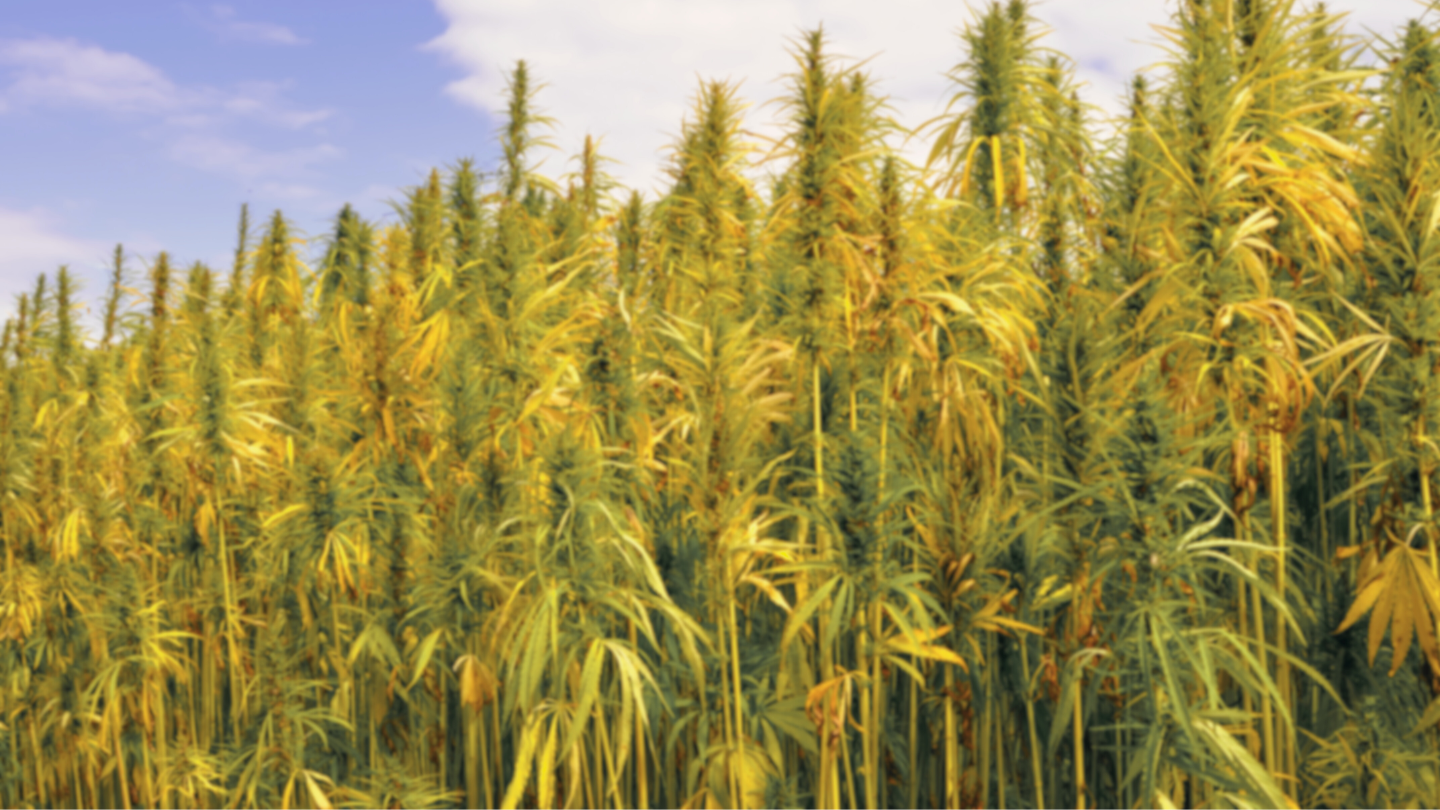 Hemp Industry Bill 2024 First Reading Rachel Payne